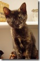 Drew's kitty-cat, Hanna